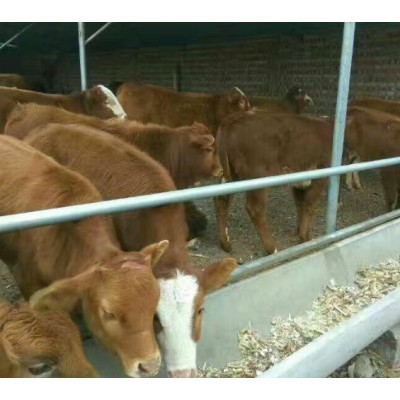 西门塔尔 肉牛图2