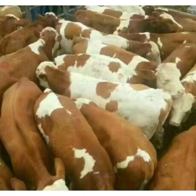 西门塔尔 肉牛图4