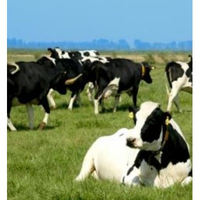 优质肉牛 安全可靠 以牛论价 价格合理图2