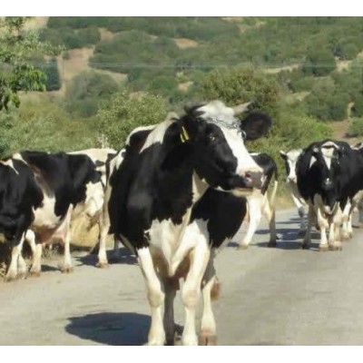 优质肉牛 安全可靠 以牛论价 价格合理图5