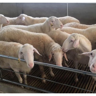 奶山羊羔养殖厂杂交大耳朵小羊羔 肉质细嫩美国白山羊图3