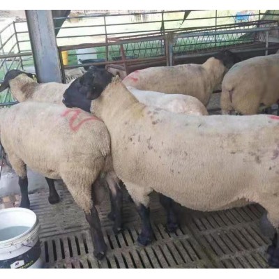 奶山羊羔养殖厂杂交大耳朵小羊羔 肉质细嫩美国白山羊图2