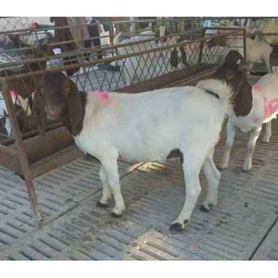 奶山羊羔养殖厂杂交大耳朵小羊羔 肉质细嫩美国白山羊图4