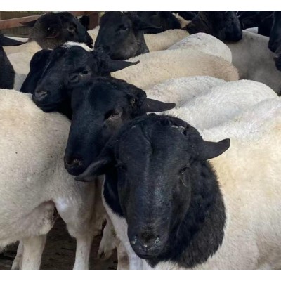 奶山羊羔养殖厂杂交大耳朵小羊羔 肉质细嫩美国白山羊图5