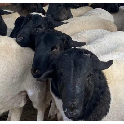 黑山羊品种黑头杜泊绵羊种羊价格 杜泊绵羊养殖图3