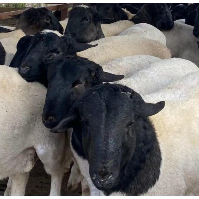 黑山羊品种黑头杜泊绵羊种羊价格 杜泊绵羊养殖图5