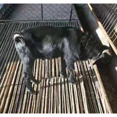 黑山羊品种黑头杜泊绵羊种羊价格 杜泊绵羊养殖图2
