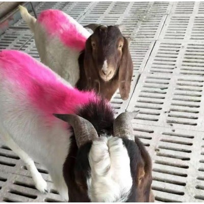 40斤小羊的价格 羊苗供应黑头杜泊绵羊养殖波尔山羊图片