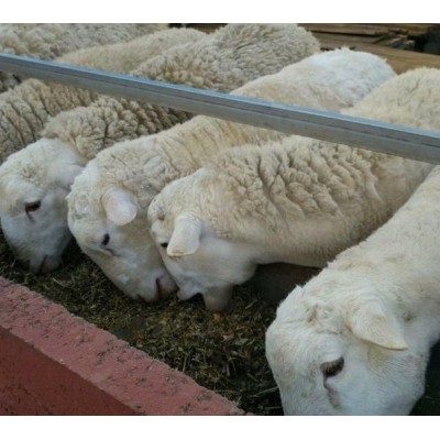 40斤小羊的价格 羊苗供应黑头杜泊绵羊养殖波尔山羊图片图2