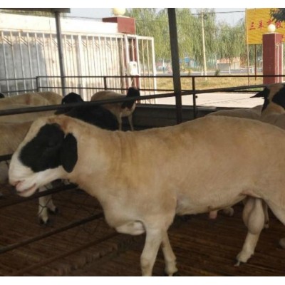 40斤小羊的价格 羊苗供应黑头杜泊绵羊养殖波尔山羊图片图4