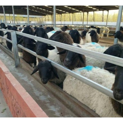 40斤小羊的价格 羊苗供应黑头杜泊绵羊养殖波尔山羊图片图3