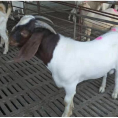 40斤小羊的价格 羊苗供应黑头杜泊绵羊养殖波尔山羊图片图5