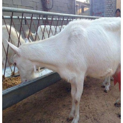 品种奶山羊青山羊优质努比亚黑山羊 生长快图2