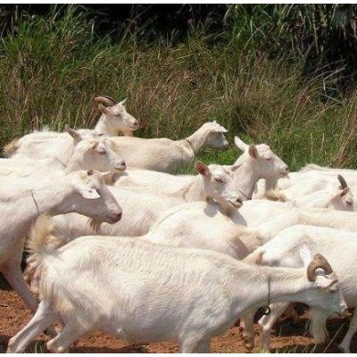 品种奶山羊青山羊优质努比亚黑山羊 生长快图3