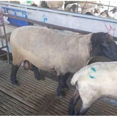 品种奶山羊青山羊优质努比亚黑山羊 生长快图4