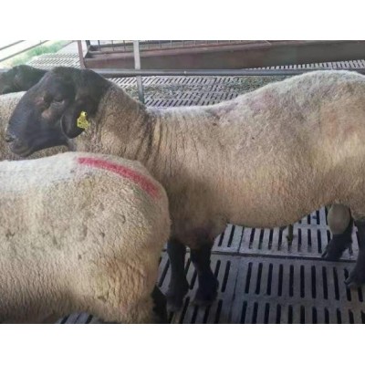 品种奶山羊青山羊优质努比亚黑山羊 生长快图5