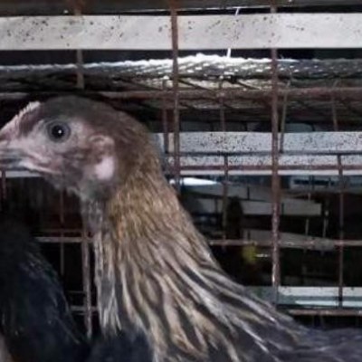 好养活的半大鸡苗半大笨鸡苗半大土鸡苗质优价廉图3