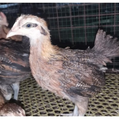 好养活的半大鸡苗半大笨鸡苗半大土鸡苗质优价廉图4