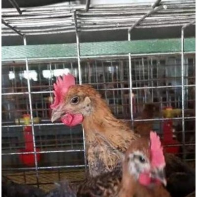 好养活的半大鸡苗半大笨鸡苗半大土鸡苗质优价廉图2