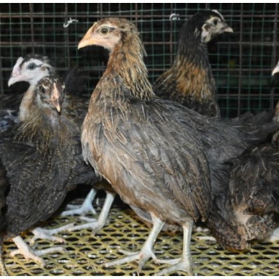 好养活的半大鸡苗半大笨鸡苗半大土鸡苗质优价廉