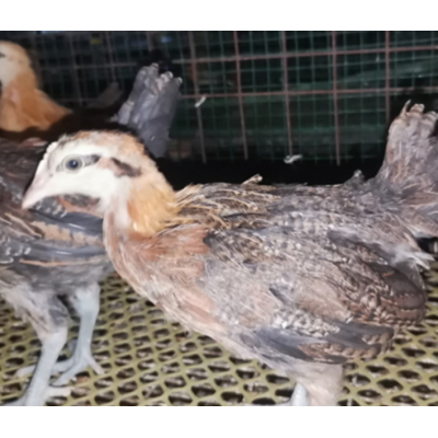 泊头市昆泽家庭农场土鸡苗源头批发预定各日龄土鸡苗图4