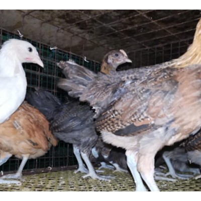 泊头市昆泽家庭农场土鸡苗源头批发预定各日龄土鸡苗图2