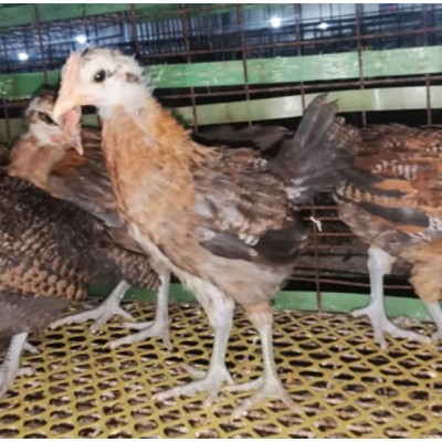 泊头市昆泽家庭农场土鸡苗源头批发预定各日龄土鸡苗图3