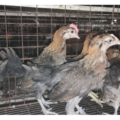 泊头市昆泽家庭农场土鸡苗源头批发预定各日龄土鸡苗图5