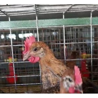 泊头市昆泽家庭农场实体土鸡苗源头批发预定各日龄青年土鸡苗图4