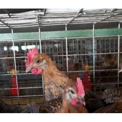 泊头市昆泽家庭农场实体土鸡苗源头批发预定各日龄青年土鸡苗图2