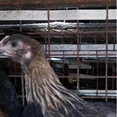 泊头市昆泽家庭农场实体土鸡苗源头批发预定各日龄青年土鸡苗图3