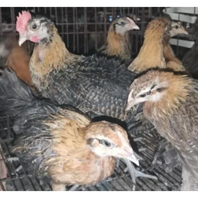 泊头市昆泽家庭农场实体土鸡苗源头批发预定各日龄青年土鸡苗图5