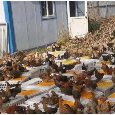 泊头市昆泽家庭农场批发youzhi土鸡苗图2