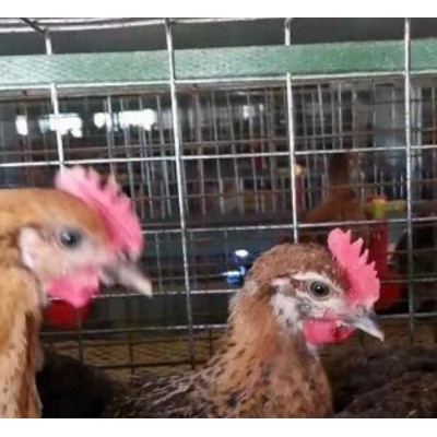 泊头市昆泽家庭农场批发youzhi土鸡苗图3