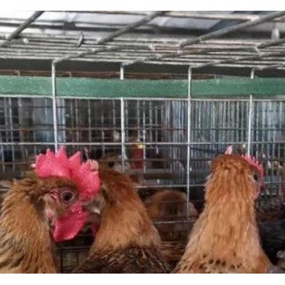 泊头市昆泽家庭农场批发youzhi土鸡苗