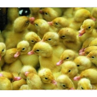 绵阳三台脱温出壳鸡苗图4