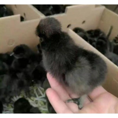 绵阳三台脱温出壳鸡苗