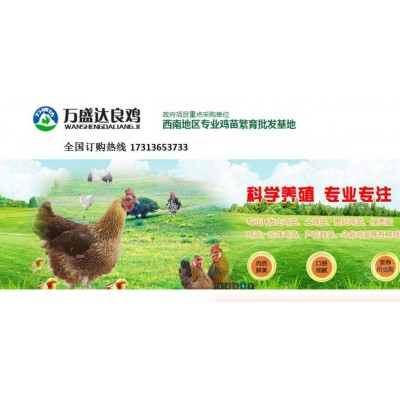 绵阳三台脱温出壳鸡苗图5