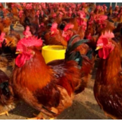 简阳九斤黄出壳鸡苗图4