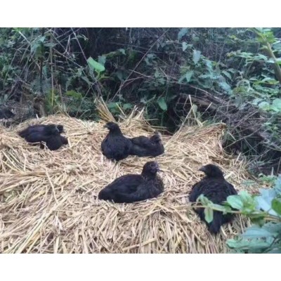 四川高县五黑绿壳蛋鸡图2