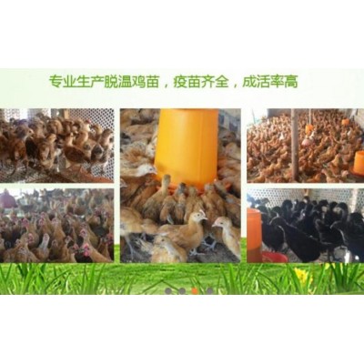 四川高县五黑绿壳蛋鸡图4