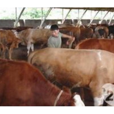 老百姓自己喂养的牛急售图5