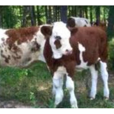 老百姓自己喂养的牛急售