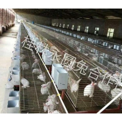 广西大型肉兔养殖种兔培育基地肉兔回收养殖场