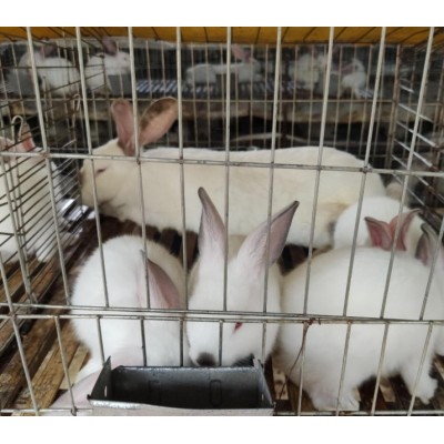 广西大型肉兔养殖种兔培育基地肉兔回收养殖场图3