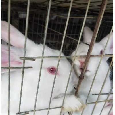 贵港养兔场提供优质种兔图3