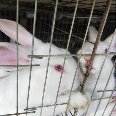 贵港养兔场提供优质种兔图2