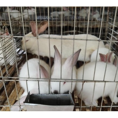 贵港养兔场提供优质种兔