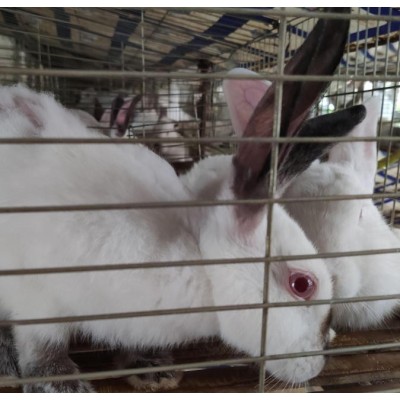 贵港养兔场提供优质种兔图5