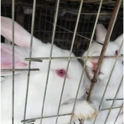新西兰兔伊拉兔优质种兔出售南宁大型兔场永圆养兔场